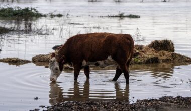 100 000 evakueras undan översvämningarna i Washington i USA
