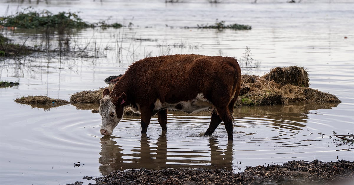 100 000 evakueras undan översvämningarna i Washington i USA