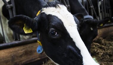 Mjölkkor slagna – insats på gård - Västerbottens-Kuriren