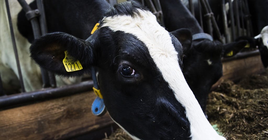 Mjölkkor slagna – insats på gård - Västerbottens-Kuriren