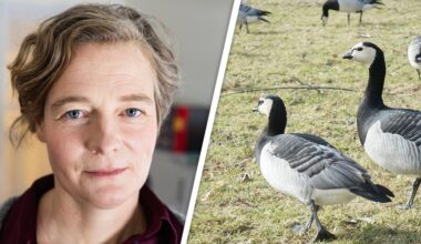 Misstänkt utbrott av fågelinfluensa: ”Läge att vara jättenoga” - Helagotland