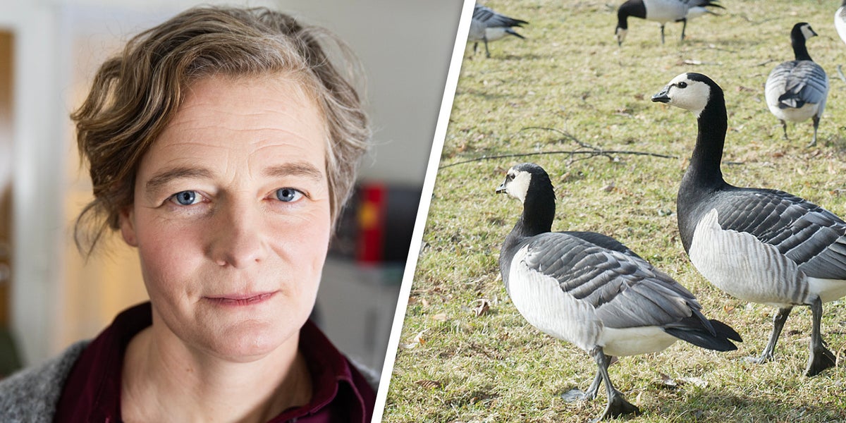 Misstänkt utbrott av fågelinfluensa: ”Läge att vara jättenoga” - Helagotland