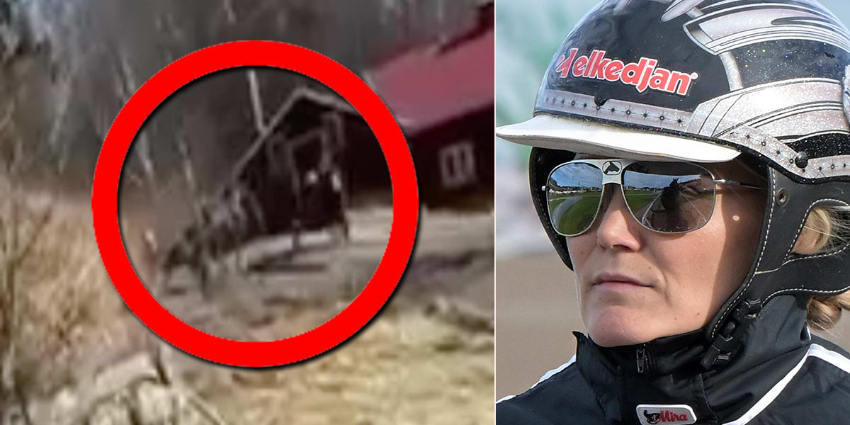 Utpekade tränaren Maria Törnqvist polisanmäls av förbundet Svensk Travsport