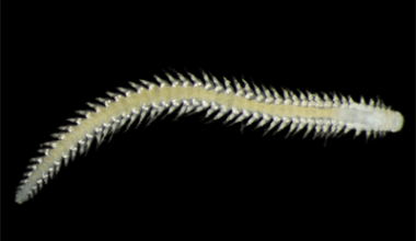 Nya djuphavsarter upptäckta vid test av gruvdrift