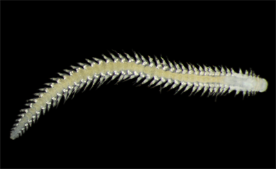 Nya djuphavsarter upptäckta vid test av gruvdrift