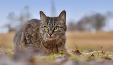 Tamkatten kom till Europa mycket senare än vi hittills trott