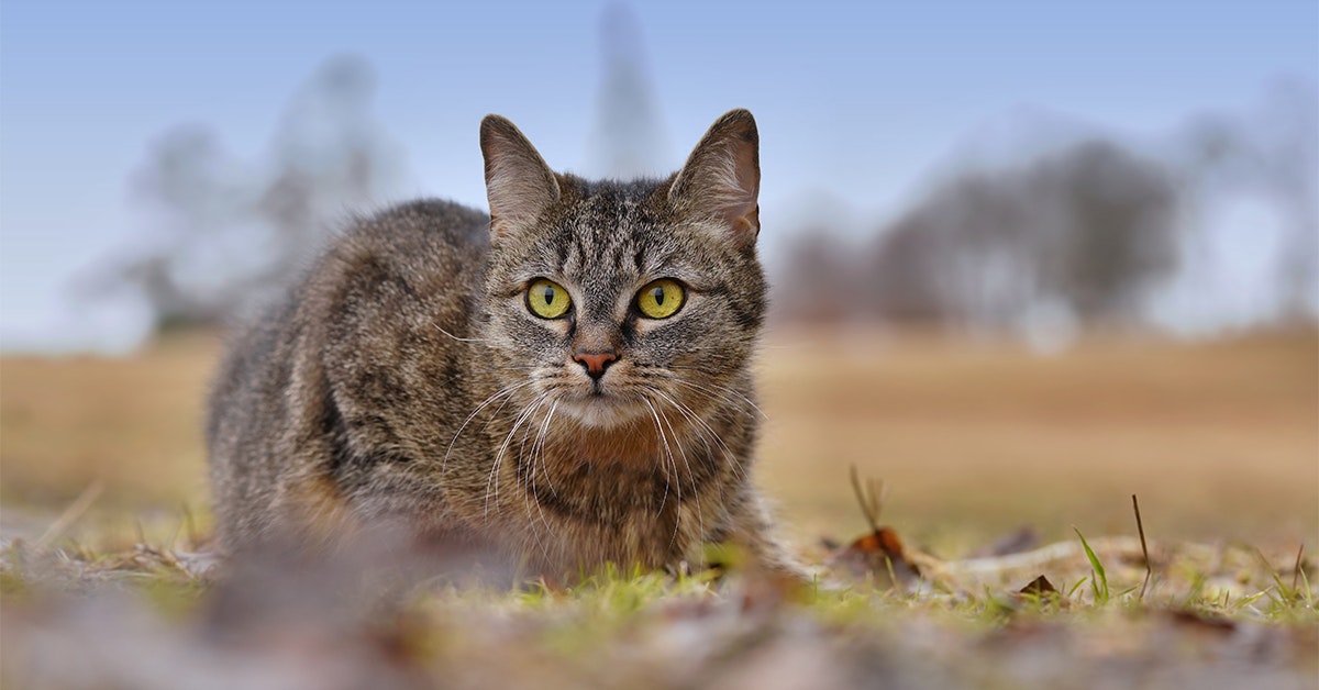 Tamkatten kom till Europa mycket senare än vi hittills trott
