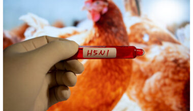 Aggressiv fågelinfluensa ökar risken för människor