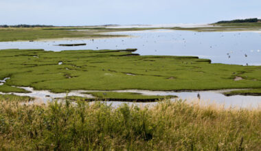 Många frågor om fågelinfluensan hos vildfåglar i Halland