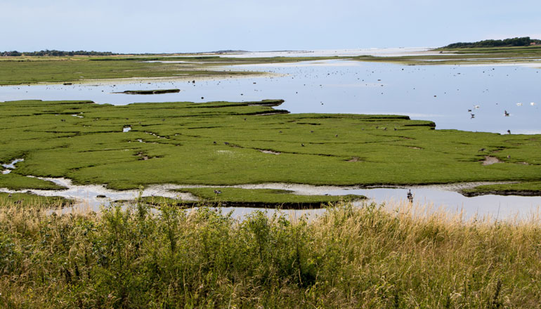 Många frågor om fågelinfluensan hos vildfåglar i Halland