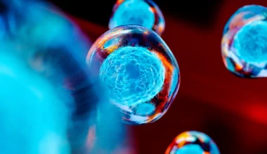 Ny algoritm kartlägger hur celler utvecklas