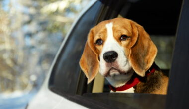 Swedavia erbjuder gratis parkering för hundar på nyårsafton