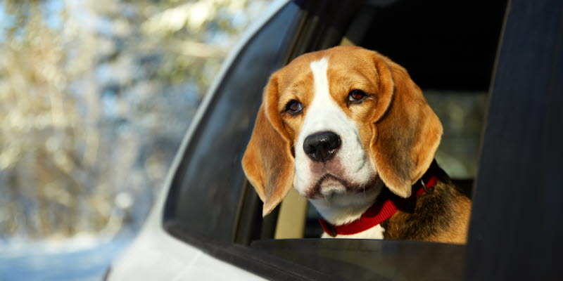 Swedavia erbjuder gratis parkering för hundar på nyårsafton