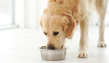 En hund dricker ur en vattenskål.