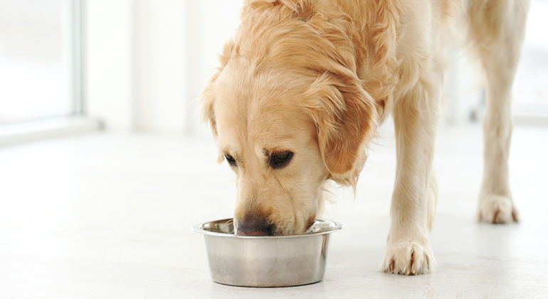En hund dricker ur en vattenskål.