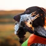 ”Dags att regeringen håller vallöfte och försvarar vår rätt till fjälljakten”