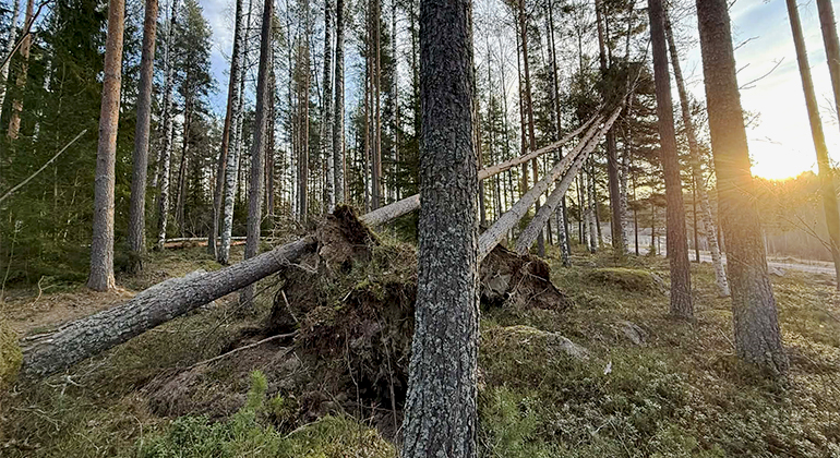 Stormfälld skog