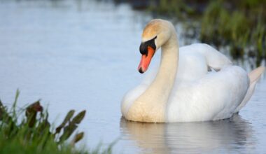 Svan som flyter på ett vattendrag