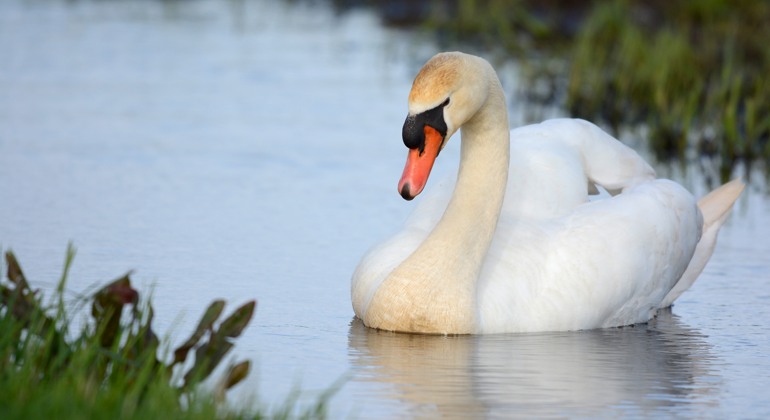 Svan som flyter på ett vattendrag