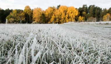 Sol och kyla på julafton