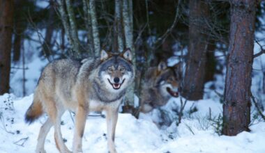 ”Inställd vargjakt – en självklarhet” - SvD