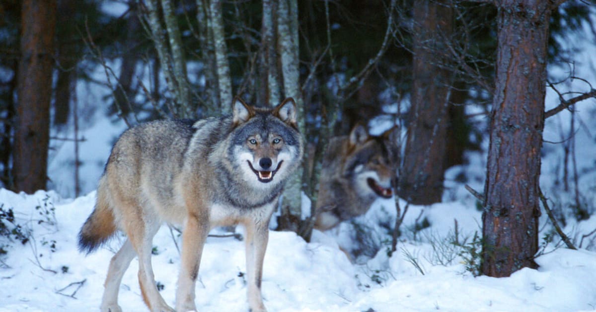 ”Inställd vargjakt – en självklarhet” - SvD