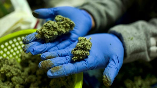 Under legaliseringsvågen har cannabisbranschen växt till en miljardindustri i USA.