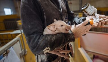 Kastrering och inseminering – nya bilder vittnar om lidandet i grisindustrin