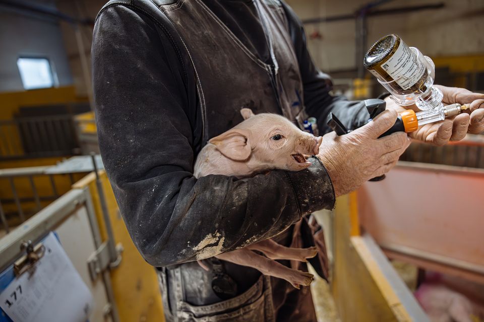 Kastrering och inseminering – nya bilder vittnar om lidandet i grisindustrin