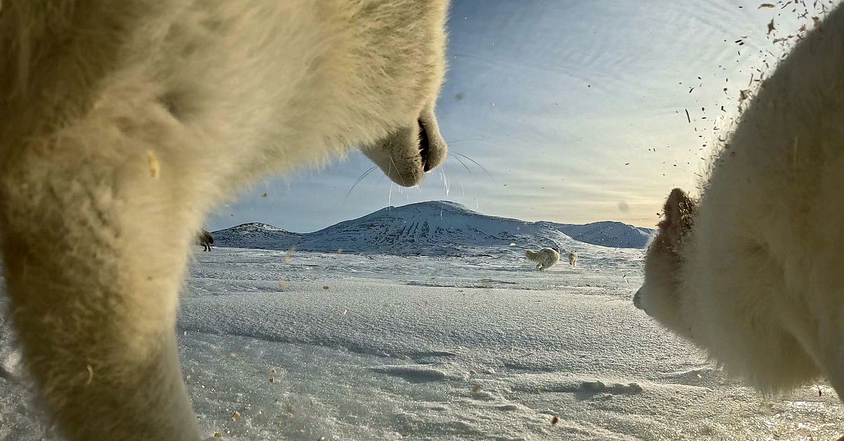 Antalet fjällrävar har minskat | SVT Nyheter