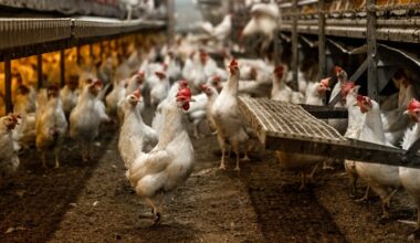 Beskedet: Fågelinfluensa har upptäckts utanför Norrköping - NT