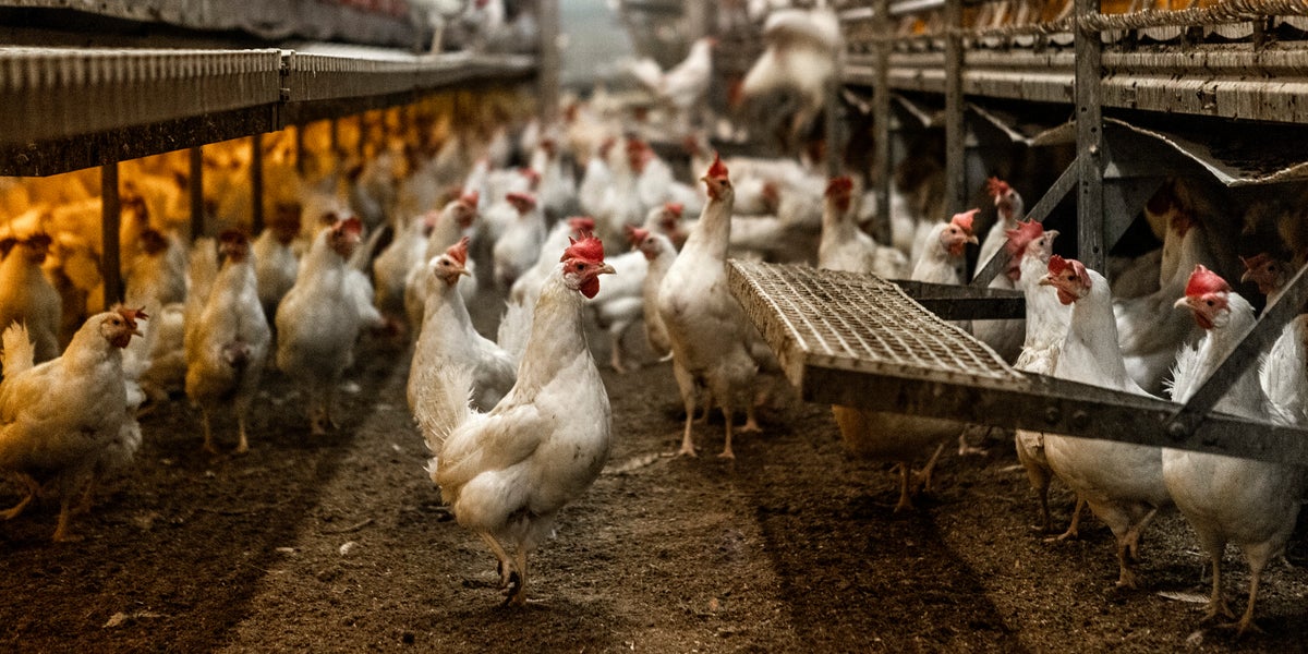 Beskedet: Fågelinfluensa har upptäckts utanför Norrköping - NT