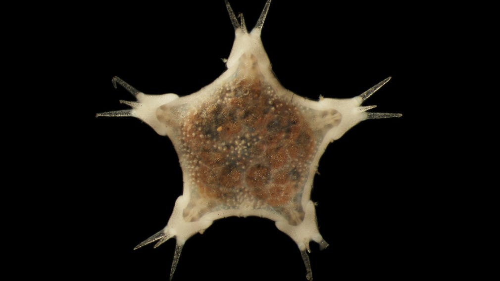 I djuphavet finns så gott som alla stammar inom djurriket representerade. På land finns bara hälften. Trots det är det totala antalet arter större på land, eftersom den enorma mångfalden av insekter saknas i havet. Här är en djuphavssjöstjärna, som tillhör stammen tagghudingar.