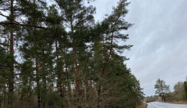 Claes får rätt om lutande tallen – ska sågas ner