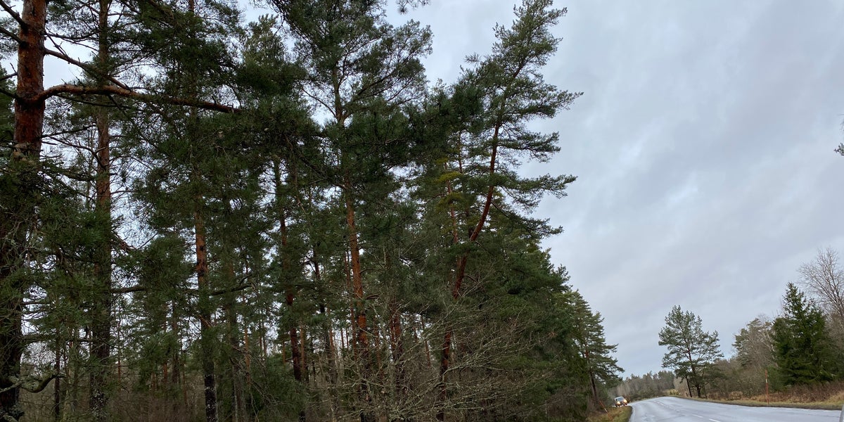 Claes får rätt om lutande tallen – ska sågas ner