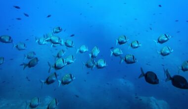 37 procent av djuren försvann i djuphavet