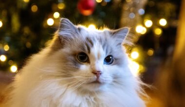 Klart: Flingan är årets lussekatt - Ljusnan