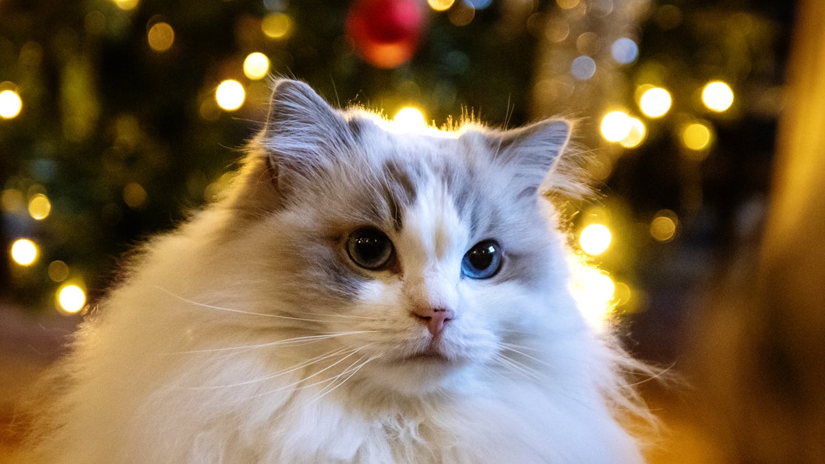 Klart: Flingan är årets lussekatt - Ljusnan