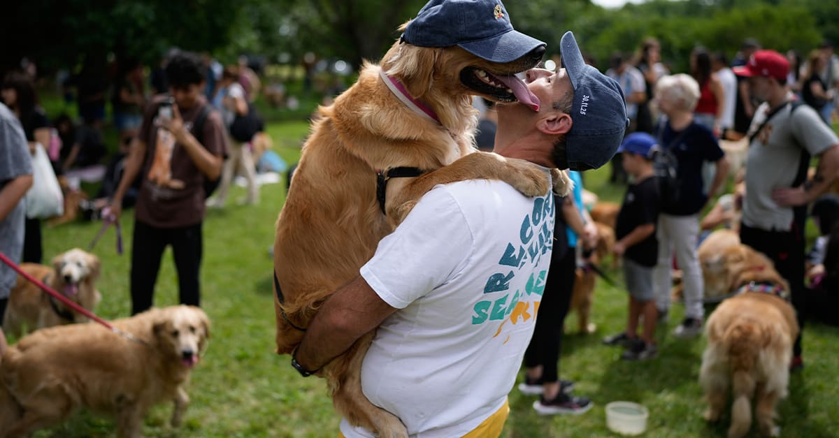 2 397 golden retrievers i samma park i Buenos Aires