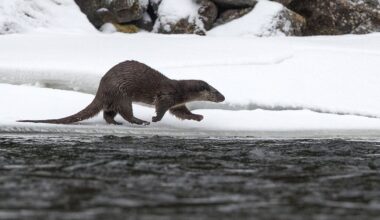 Uttern och havsörnen lämnar SLU:s rödlista