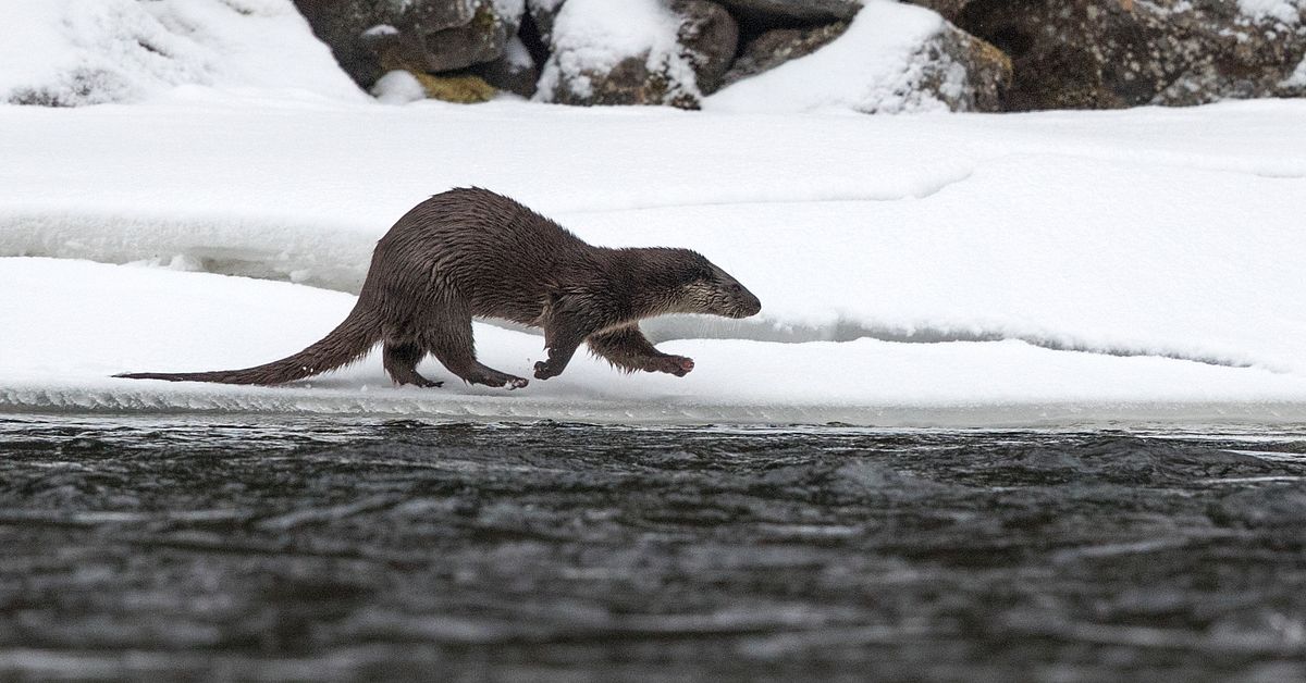 Uttern och havsörnen lämnar SLU:s rödlista