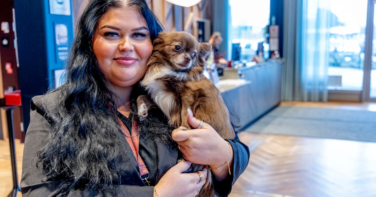 Raketfritt nyår – igelkott checkades in - SvD