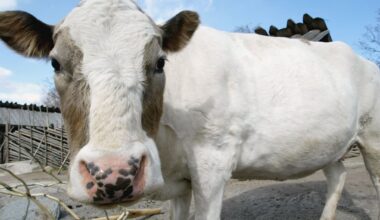 Fjällkon är på väg att försvinna helt