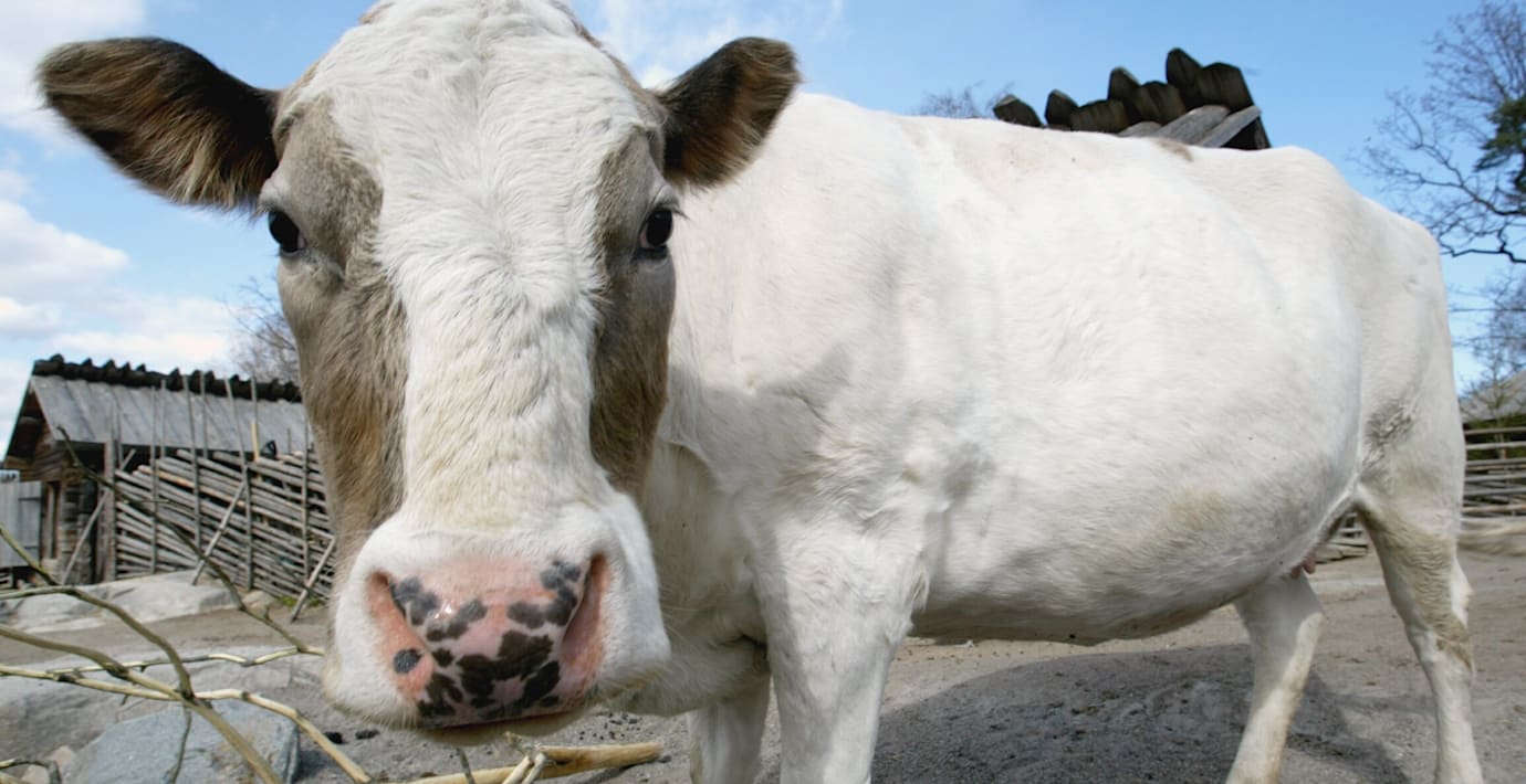 Fjällkon är på väg att försvinna helt