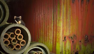 Naturjulkalendern 2025: Denat Lahi – Natursidan