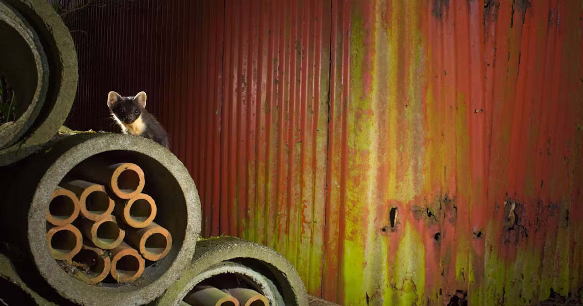 Naturjulkalendern 2025: Denat Lahi – Natursidan