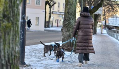 Här är nyorden 2025: ”Det är ju inte ens svenska” - Kulturnytt