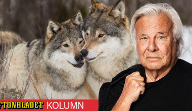 Det svenska varghatet är högerextremistisk politik