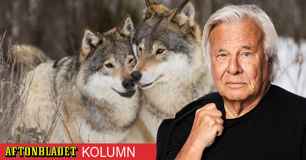 Det svenska varghatet är högerextremistisk politik