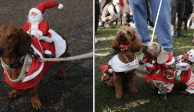Hundratals taxar samlades i London för julpromenad